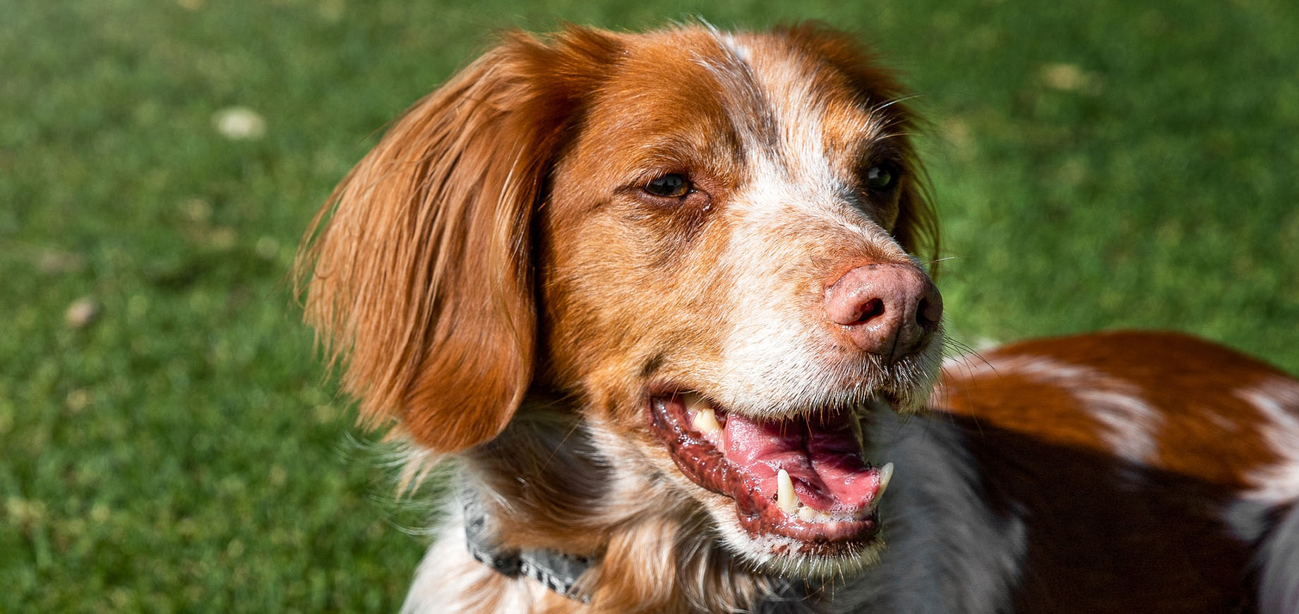 Das-Gebiss-beim-Hund-detail.png