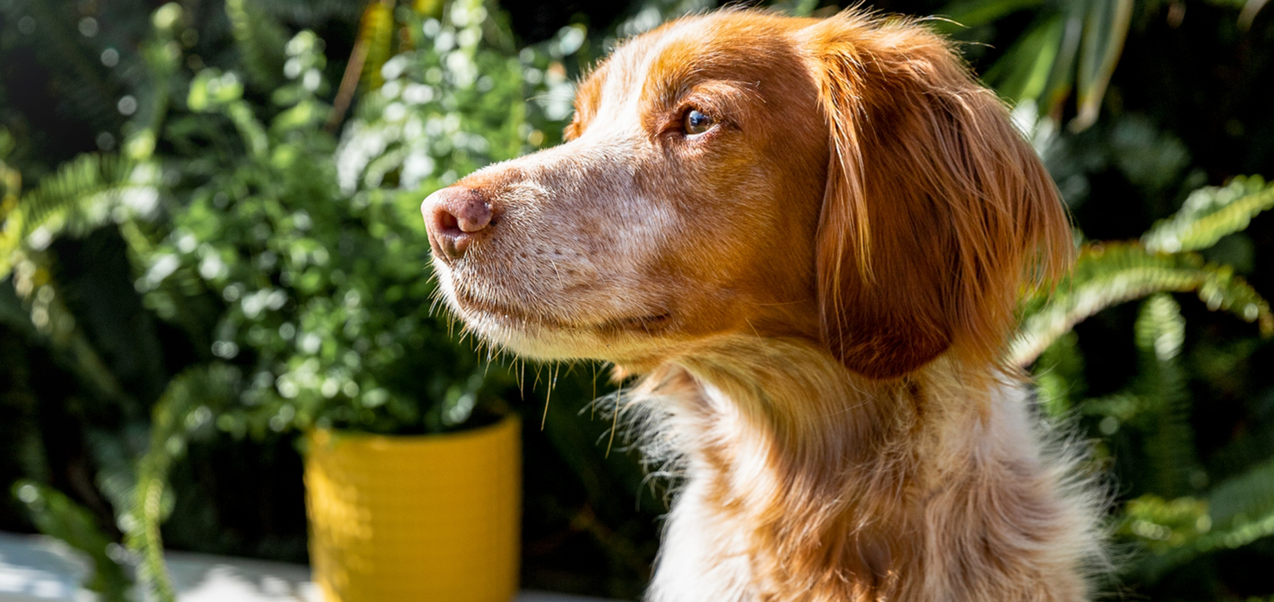 Teach-your-dog-to-shake-paws-detail.png