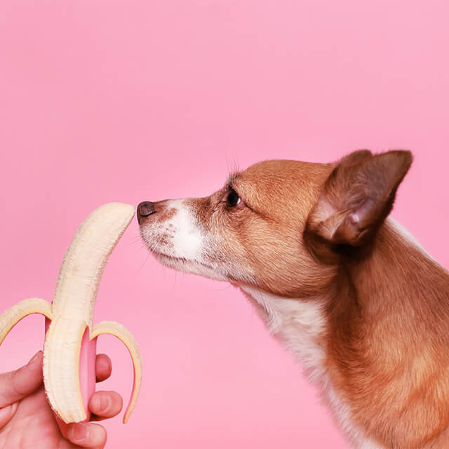 Hund riecht an einer Banane
