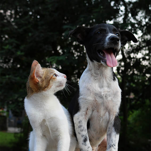 Katze und Hund zusammen