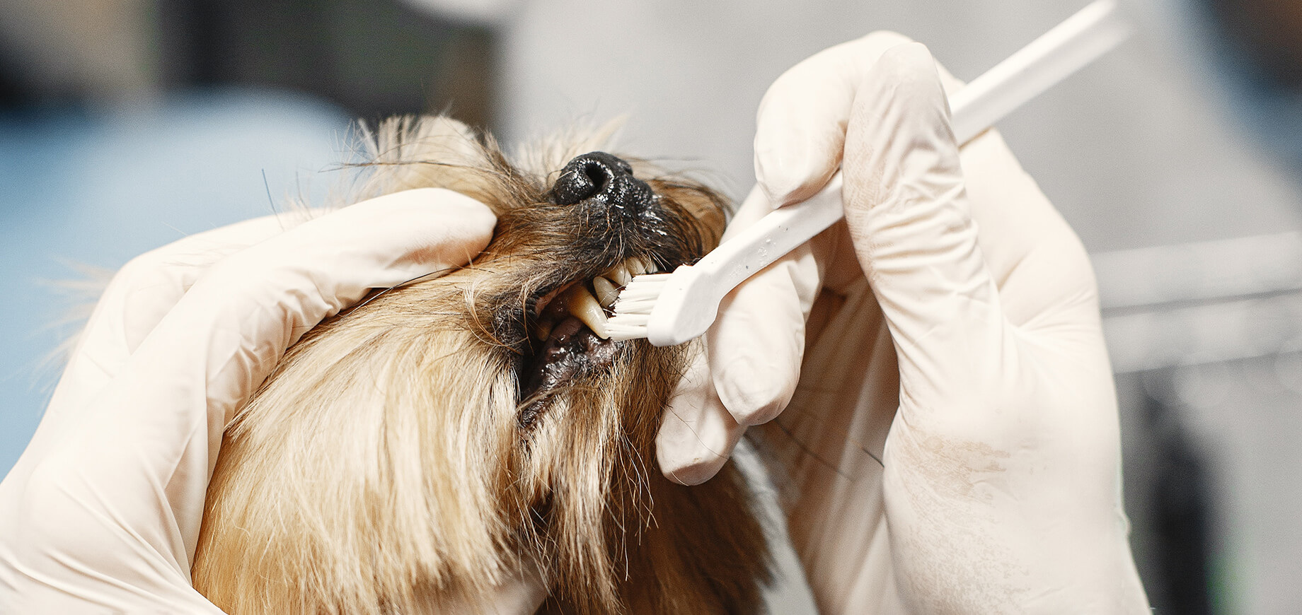 tierärztliches Zähneputzen beim Hund