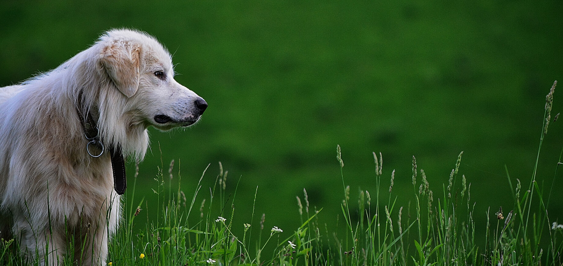 Ein Hund auf einer Wiese