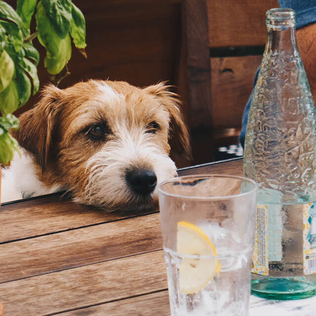 Ein Hund blickt auf ein Glas Wasser
