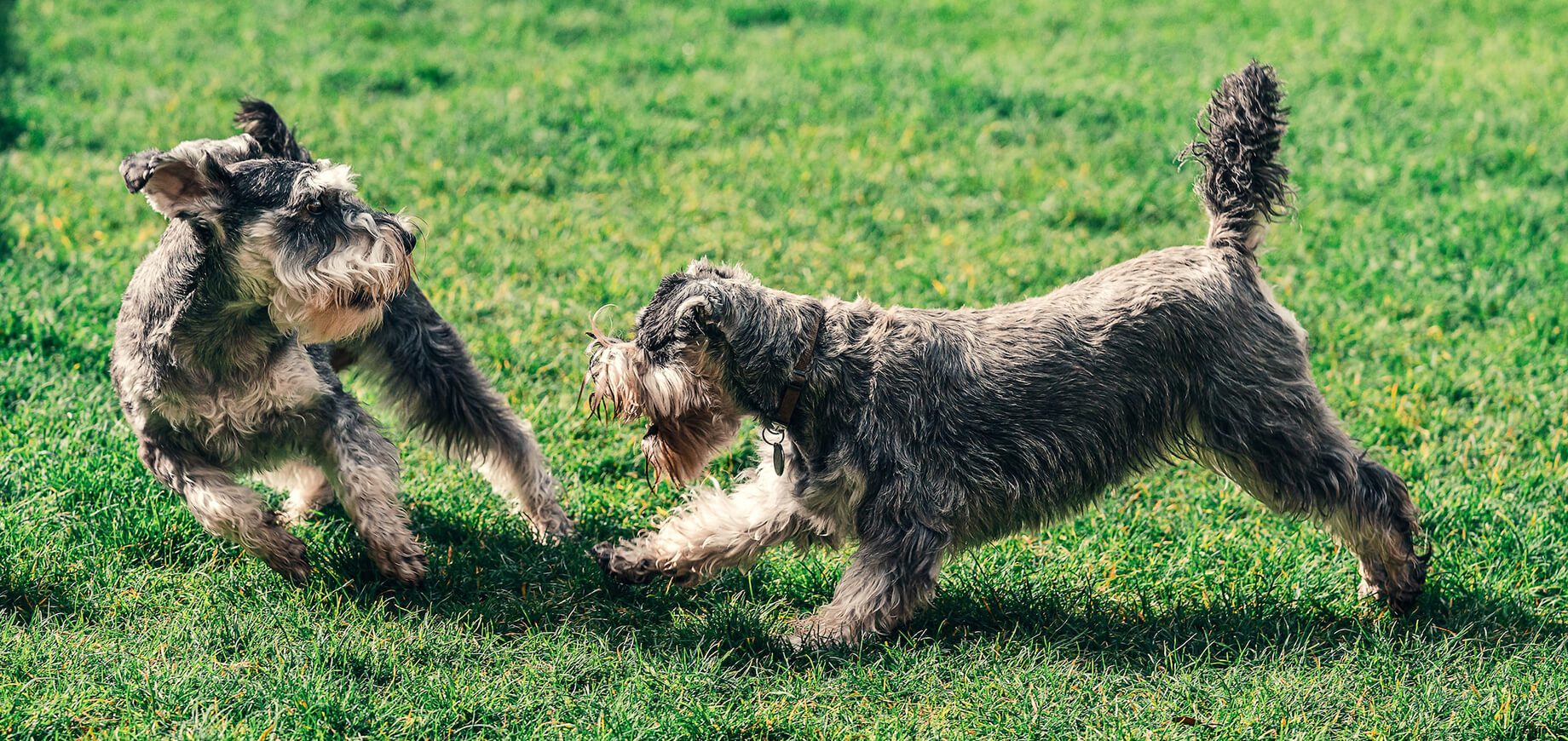 Hund bellt einen anderen Hund an