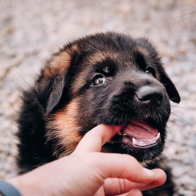 Hund beißt seinen Besitzer in den Finger