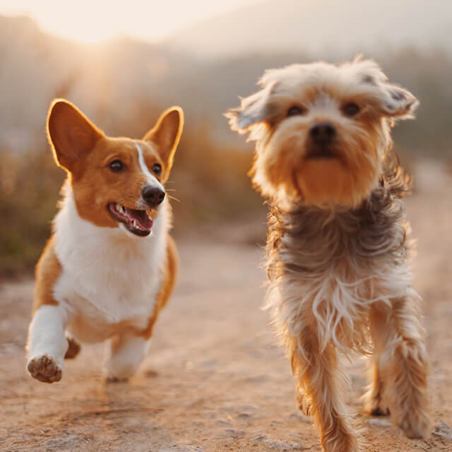 Zwei Hunde rennen nebeneinander