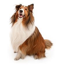 large_shetland-sheepdog-0-636246654891189981.jpg