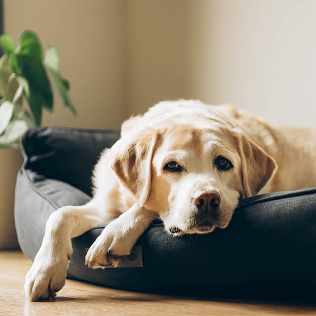 Ein älterer Labrador liegt in seinem Bett.