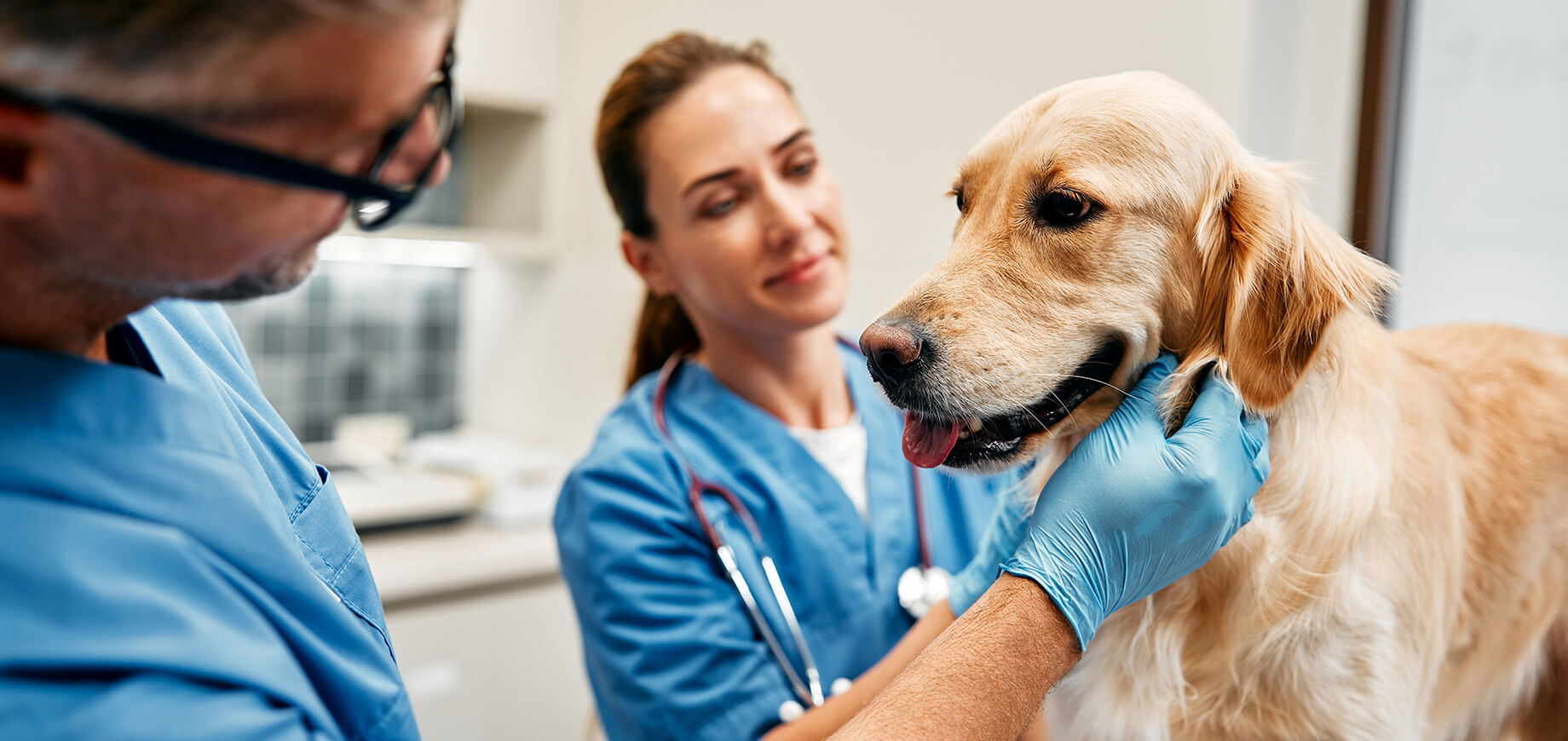 Hund der von einem Tierarzt untersucht wird